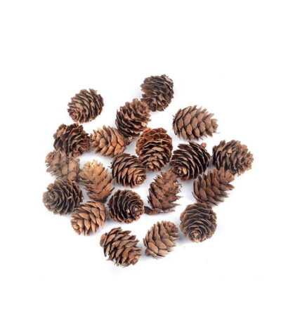 pine cones