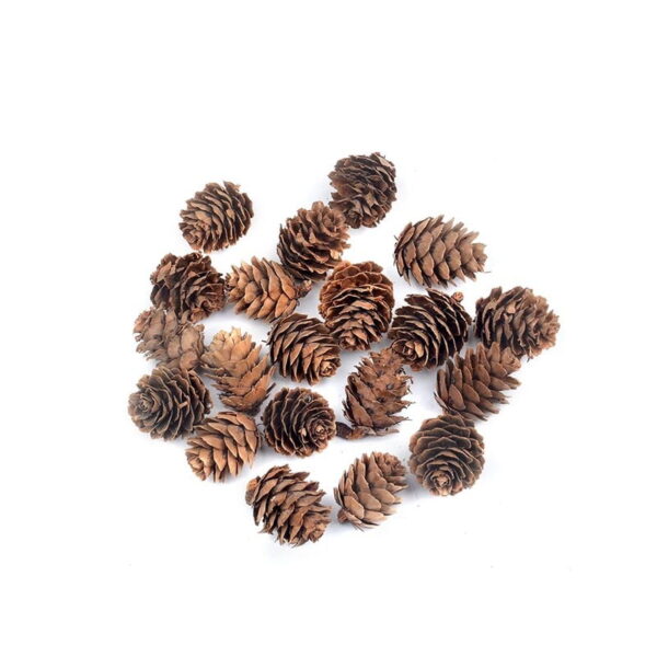 pine cones