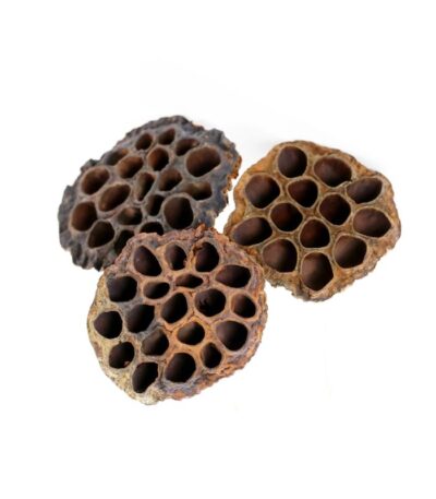 Dried Lotus Pods