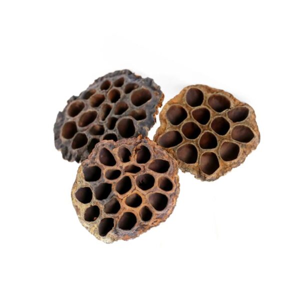 Dried Lotus Pods