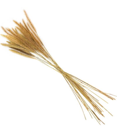 Dogs Tail Grass