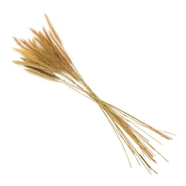 Dogs Tail Grass