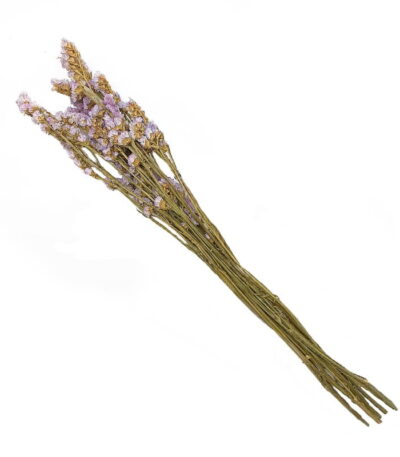 Forget Me Not Purple Stalks
