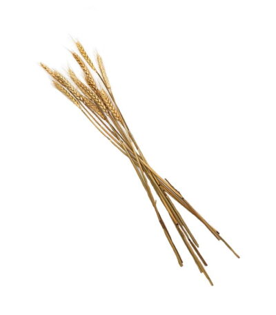 Wheat Ear Stalks