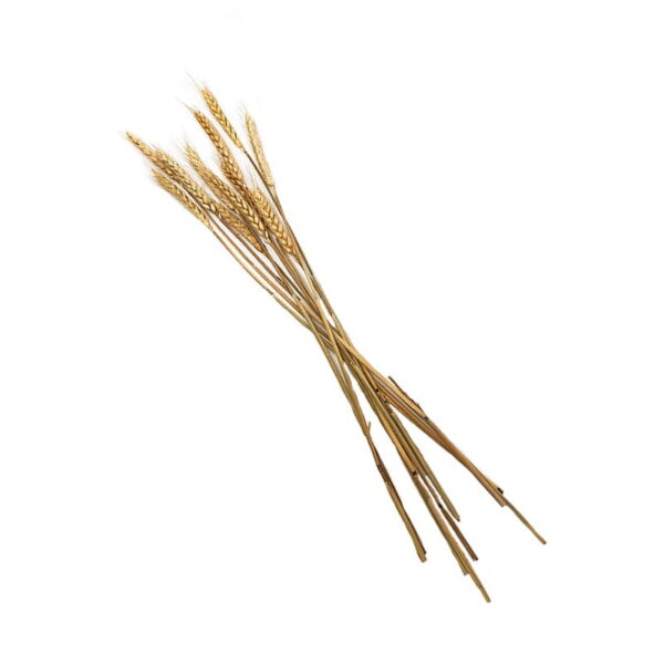 Wheat Ear Stalks