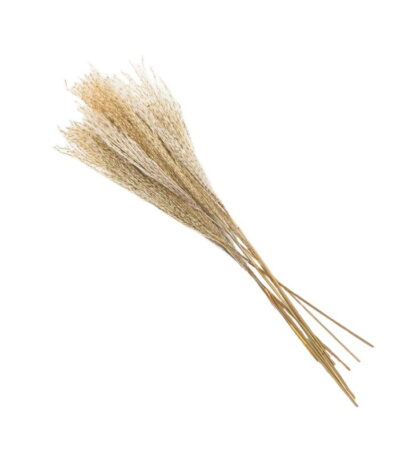 Reed Flower Stalks