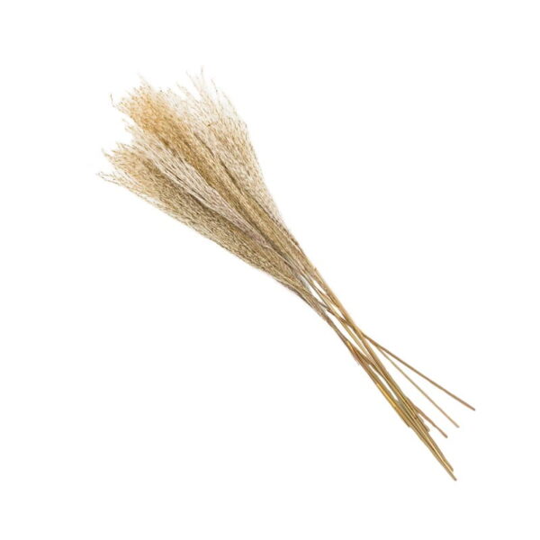 Reed Flower Stalks