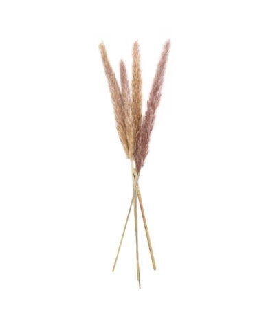Small Pampas Stalks