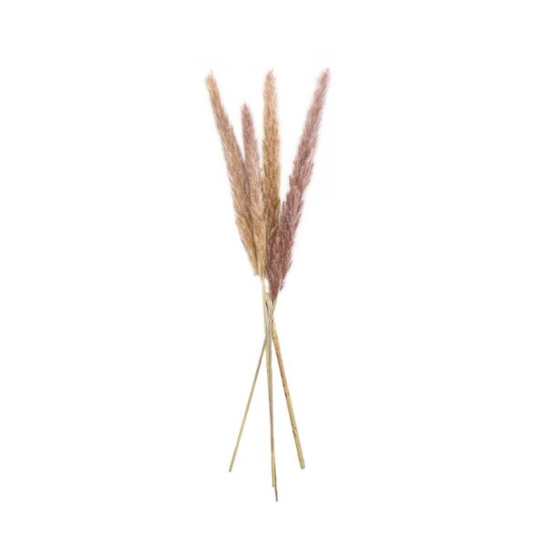 Small Pampas Stalks