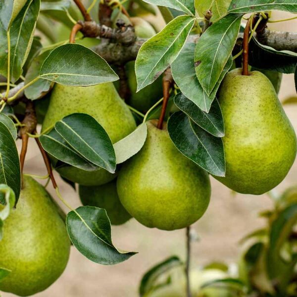 English Pear & Freesia Fragrance Oil