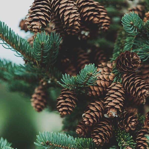 Pine Fragrance Oil