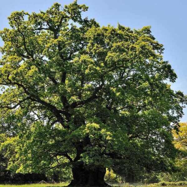 English Oak & Hazelnut Fragrance Oil