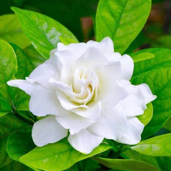 Gardenia Fragrance Oil