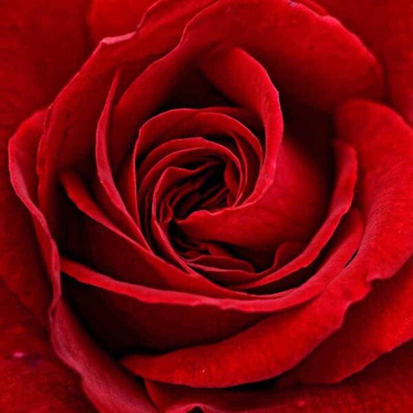 Rose The One Fragrance Oil