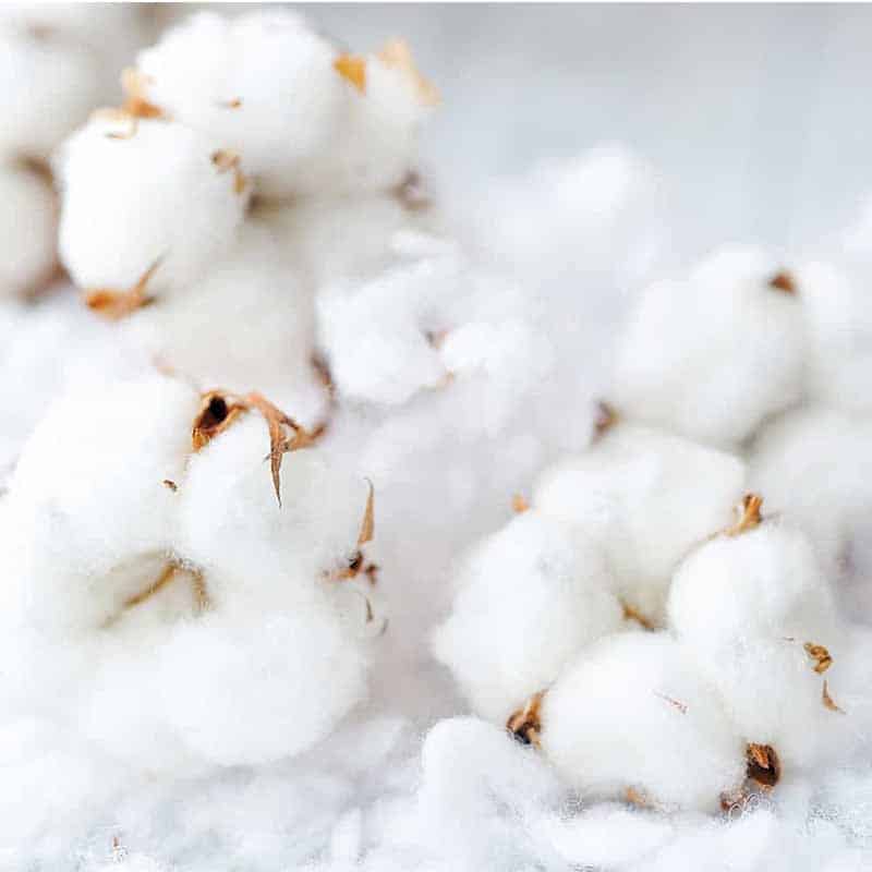 Clean Cotton Fragrance Oil - Raw Essentials