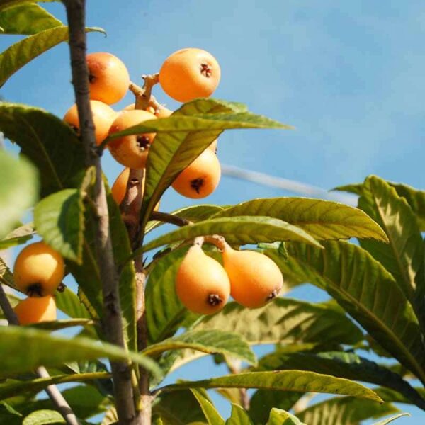 Japanese Plum Fragrance Oil