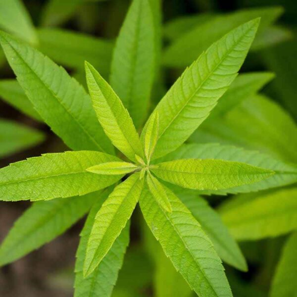 Lemon Verbena Fragrance Oil