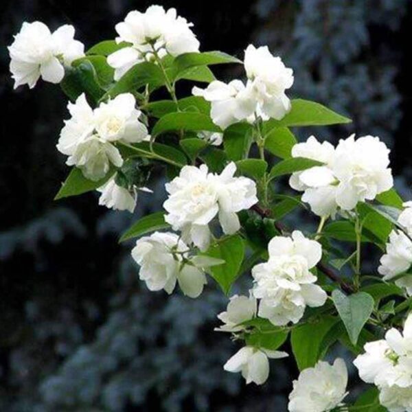White Patchouli Fragrance Oil