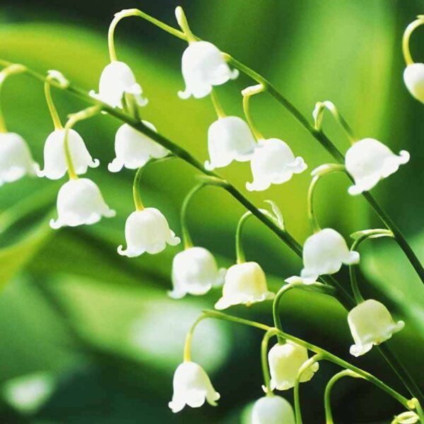 Lily of the Valley Fragrance Oil
