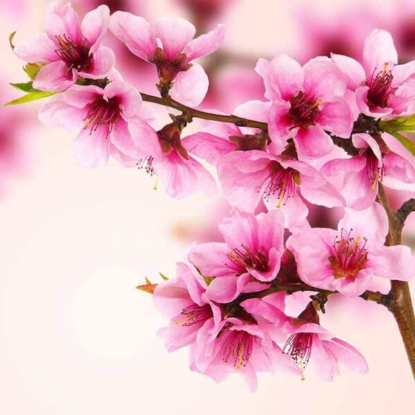 Nectarine Blossom & Honey Fragrance Oil
