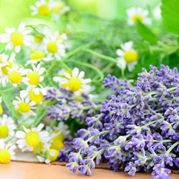 Chamomile Lavender Fragrance Oil