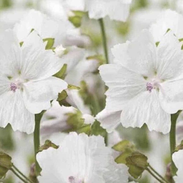 White Musk Fragrance Oil