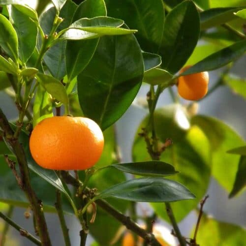 Mandarin Orange Fragrance Oil