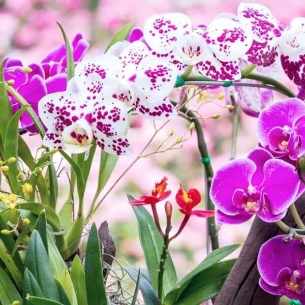 Orchid Garden Fragrance Oil