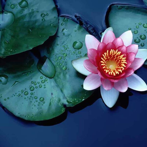 Sweet Blossom Water Lily Fragrance Oil