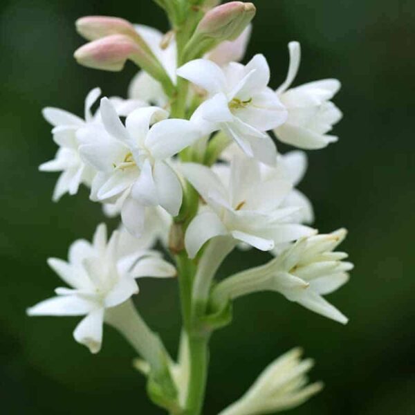 Moonlight Tuberose Fragrance Oil