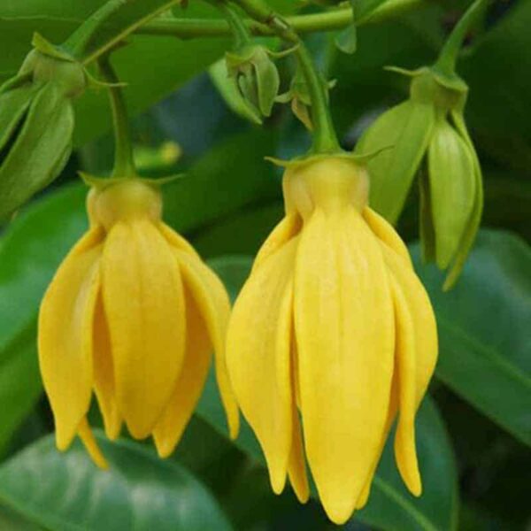 Ylang Ylang Fragrance Oil