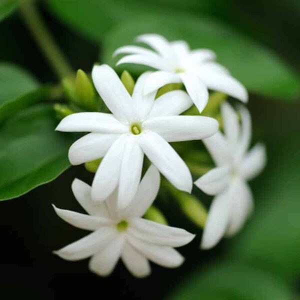 Jasmine Fragrance Oil