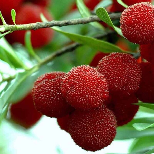 Bayberry Fragrance Oil