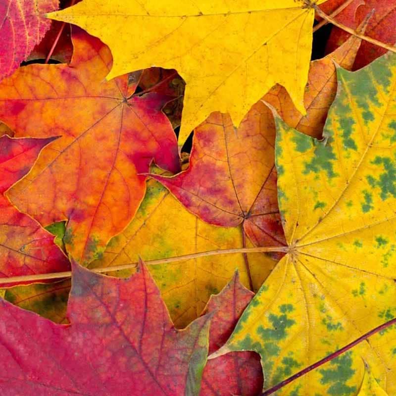 Autumn Leaves Fragrance Oil | Raw Essentials