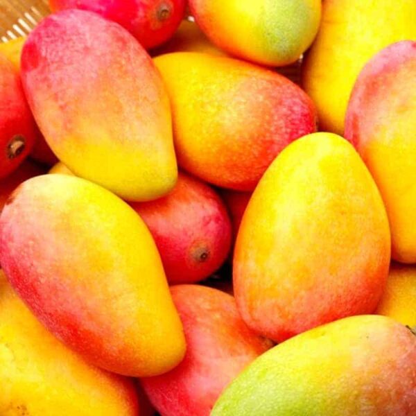 Mango Fragrance Oil