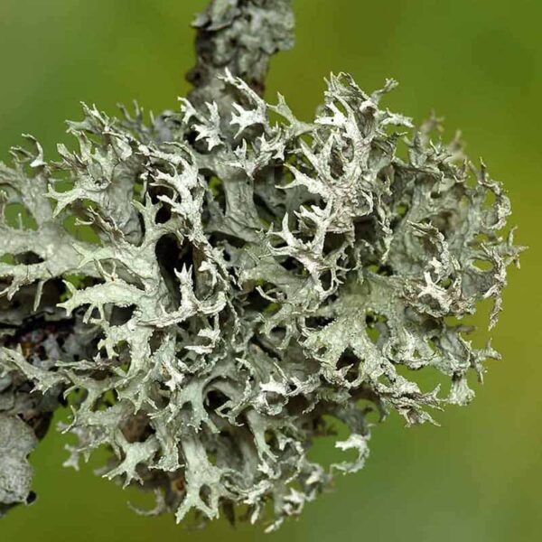 Oakmoss Fragrance Oil