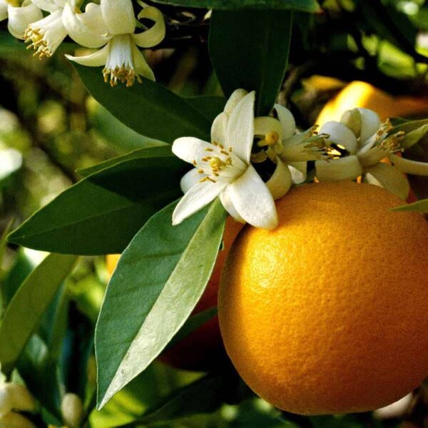 Orange Blossom Fragrance Oil