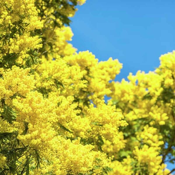 Mimosa Cardamom Fragrance Oil