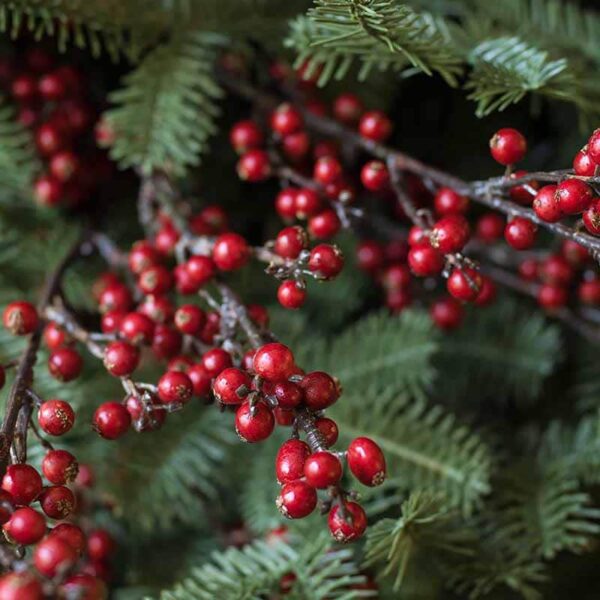 Woodland Berry Fragrance Oil