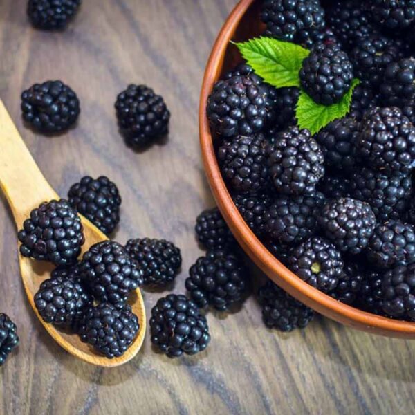 Blackberry Bay Fragrance Oil