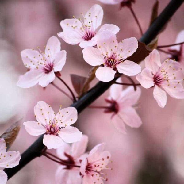 Sakura Fragrance Oil