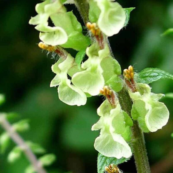 Woodsage & Seasalt Fragrance Oil