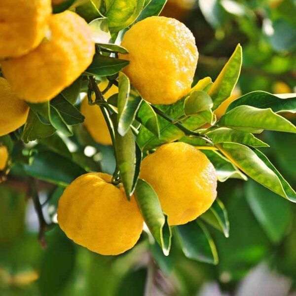 Yuzu Fragrance Oil