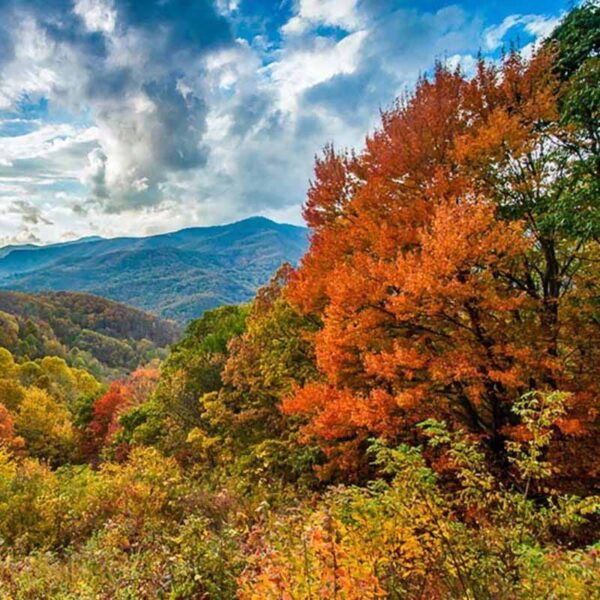 Mountain Leaves Fragrance Oil