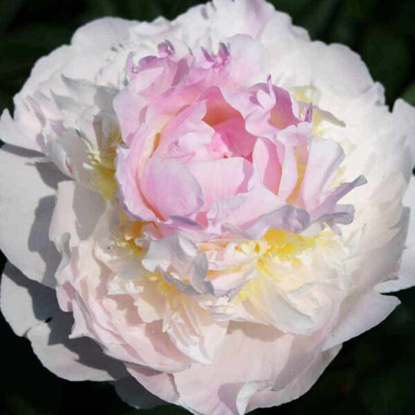 Peony & Blush Suede Fragrance Oil