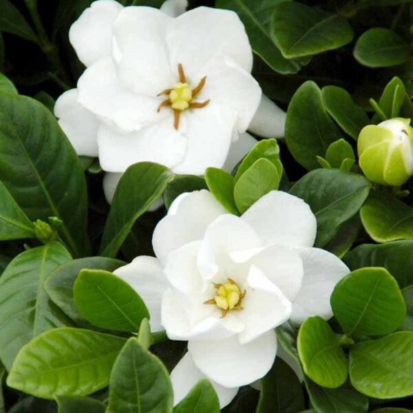 White Tea Fragrance Oil