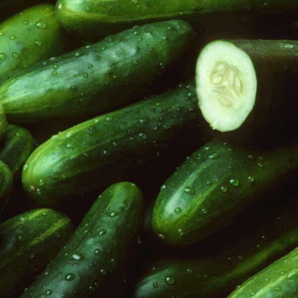 Cucumber Fragrance Oil