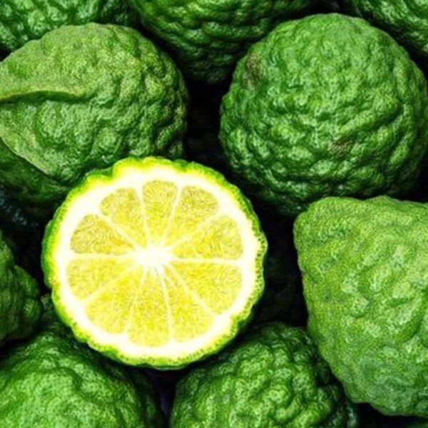 Bergamot Fragrance Oil