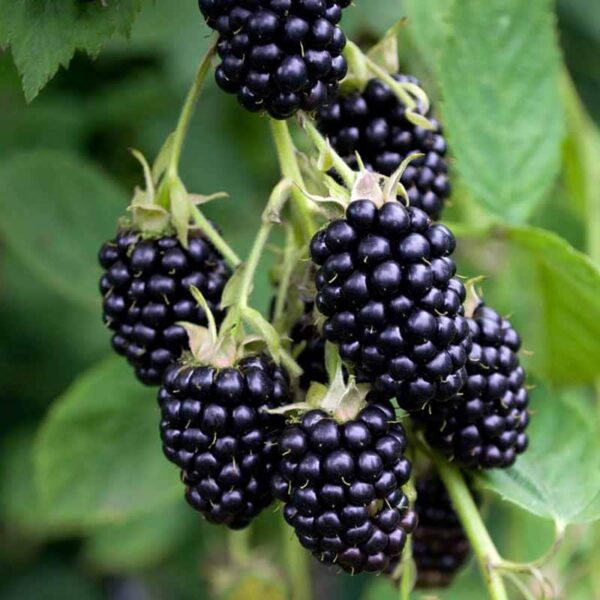 Blackberry Fragrance Oil