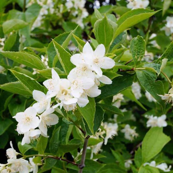 White Blossom Fragrance Oil